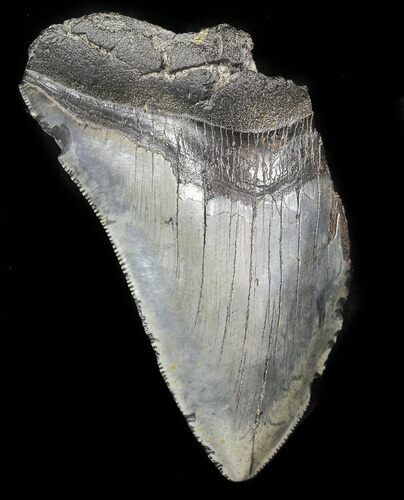 Partial, Serrated, Megalodon Tooth #46140